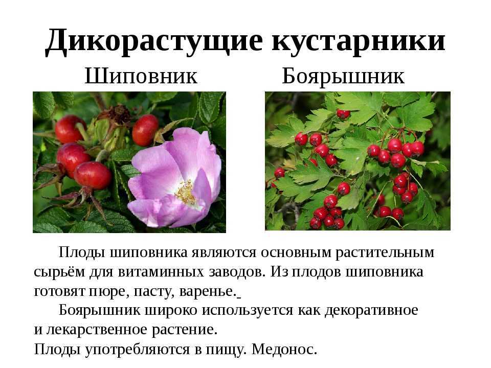 Чай из боярышника польза и вред🌿, 15 полезных свойств, исследования, рецепты