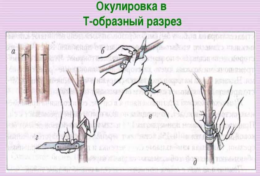 Шелковица - посадка и уход. как посадить шелковицу черную или белую, как привить шелковицу? как ухаживать за шелковицей?