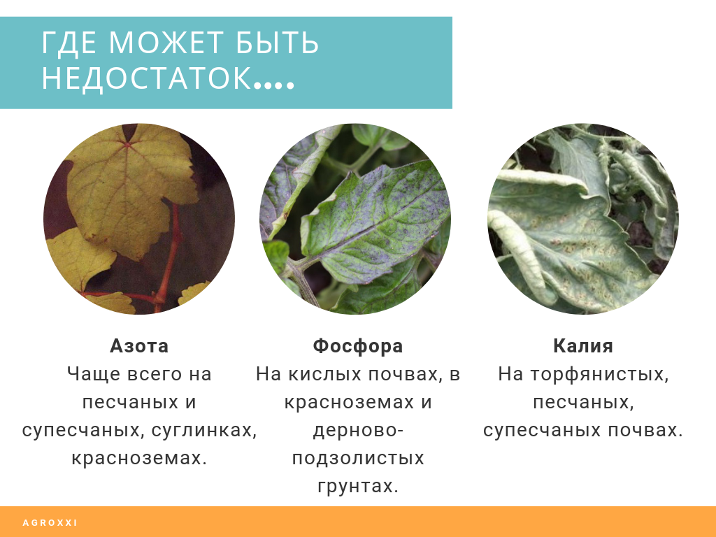 Болезни листьев смородины: описания с фото и способы лечения