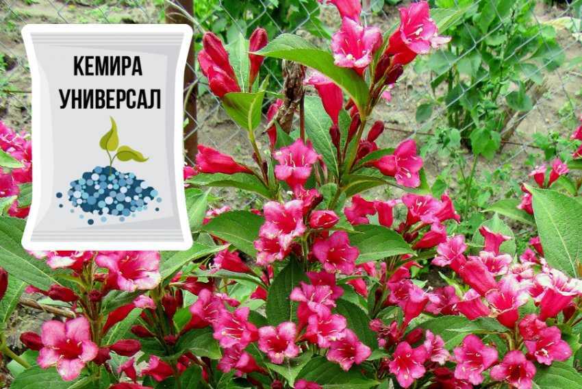 Схема и правила посадки саженца вейгелы в открытый грунт весной