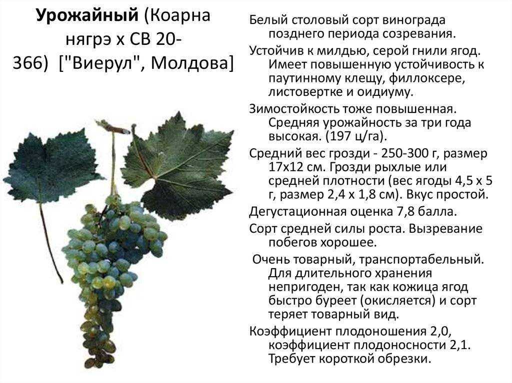 Сорт винограда «ася» — для рынка годится, и похвастать можно. виноград “ася”: описание сорта, фото, отзывы