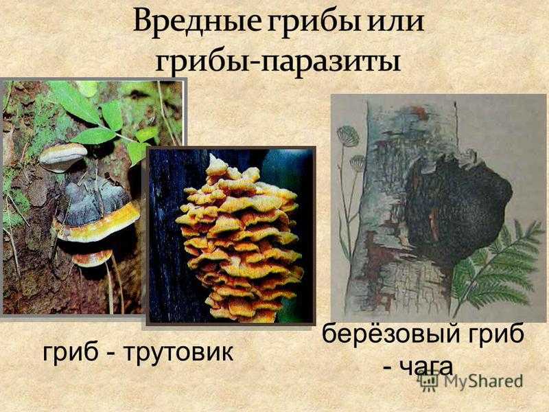 Гриб трутовик (polyporaceae): лечебные свойства, фото и описание
