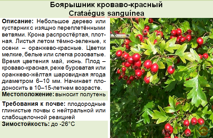 Декоративный боярышник