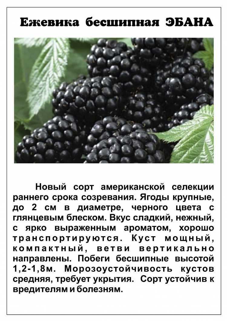 Ежевика Блэк Джем: описание и фото, вес, вкус, внешний вид ягод, урожайность, плюсы и минусы сорта Сроки и инструкция по посадке, рекомендации по уходу