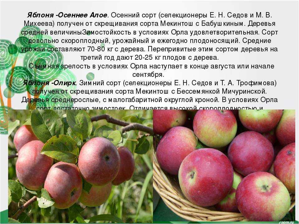 О яблоне имант: описание сорта, характеристики, агротехника, выращивание
