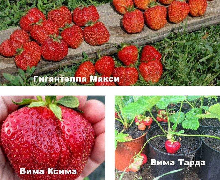 Клубника вима тарда – описание сорта, фото, отзывы