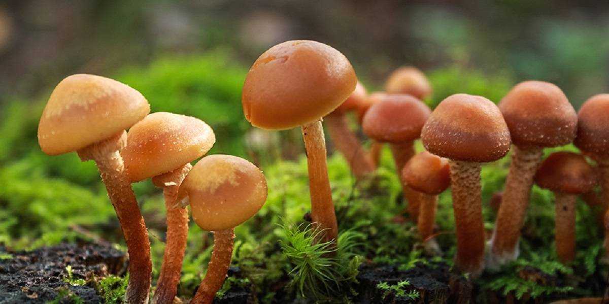 Галерина окаймлённая (galerina marginata): описание, где растет, как отличить, фото и сходные виды