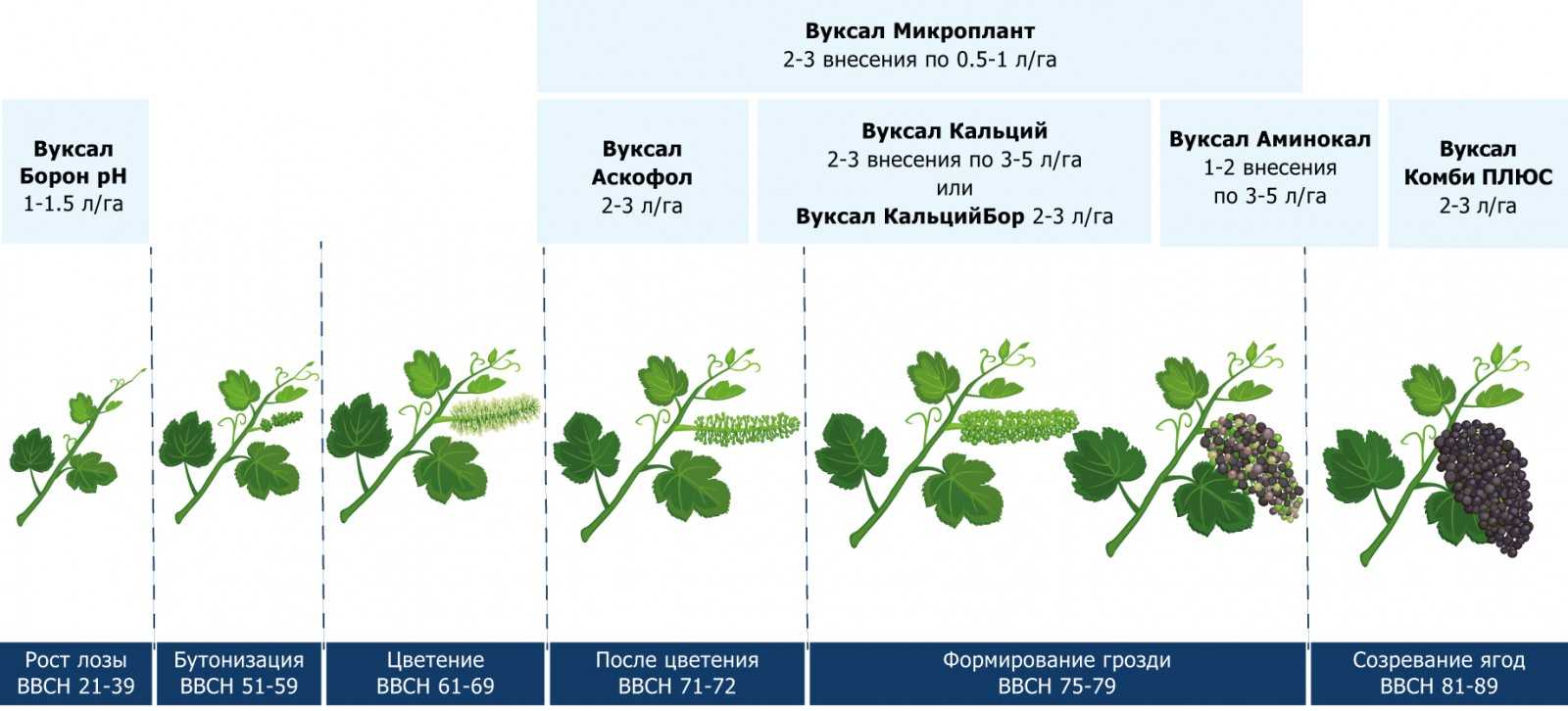 Как и когда сажать клубнику осенью: пошаговая инструкция
