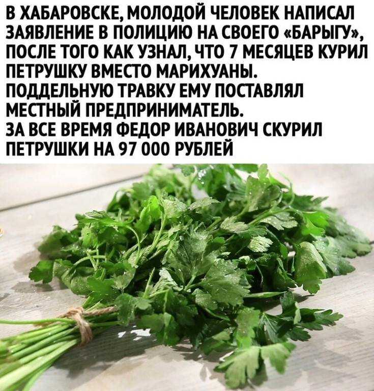 Петрушка для мужчин: польза и как принимать для поднятия мужской силы