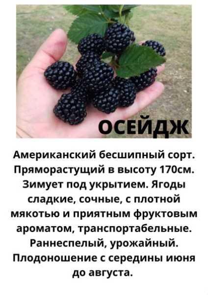 Ежевика без шипов. лучшие сорта для подмосковья