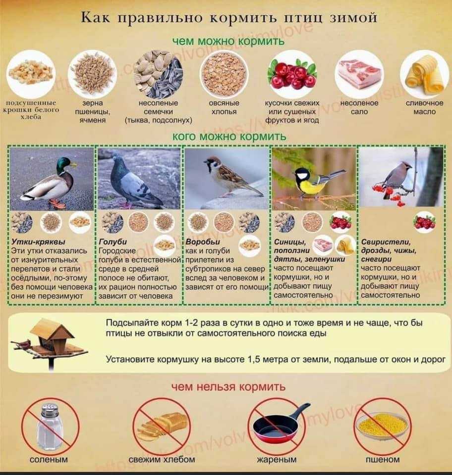 Проект
«покормим птиц зимой» | педагогический опыт  | воспитатель детского сада / всероссийский журнал