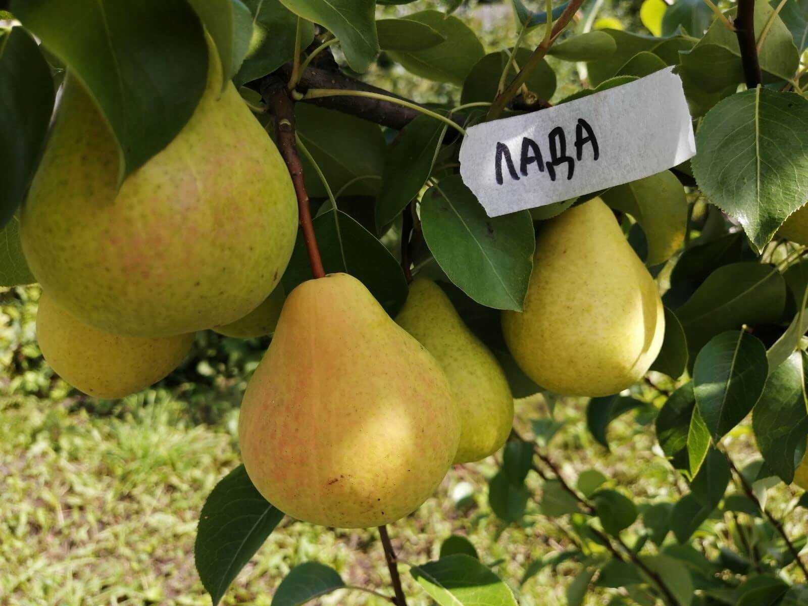 Груша лада: описание и характеристика сорта, достоинства и недостатки, особенности посадки и ухода + фото и отзывы