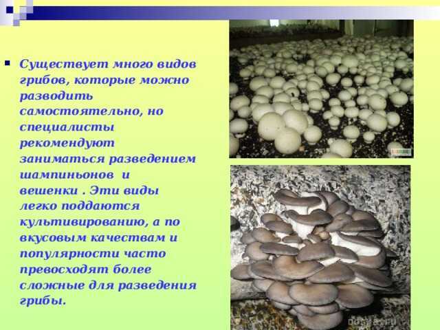 Вешенка лесная: фото и описание, отличие от ложной
