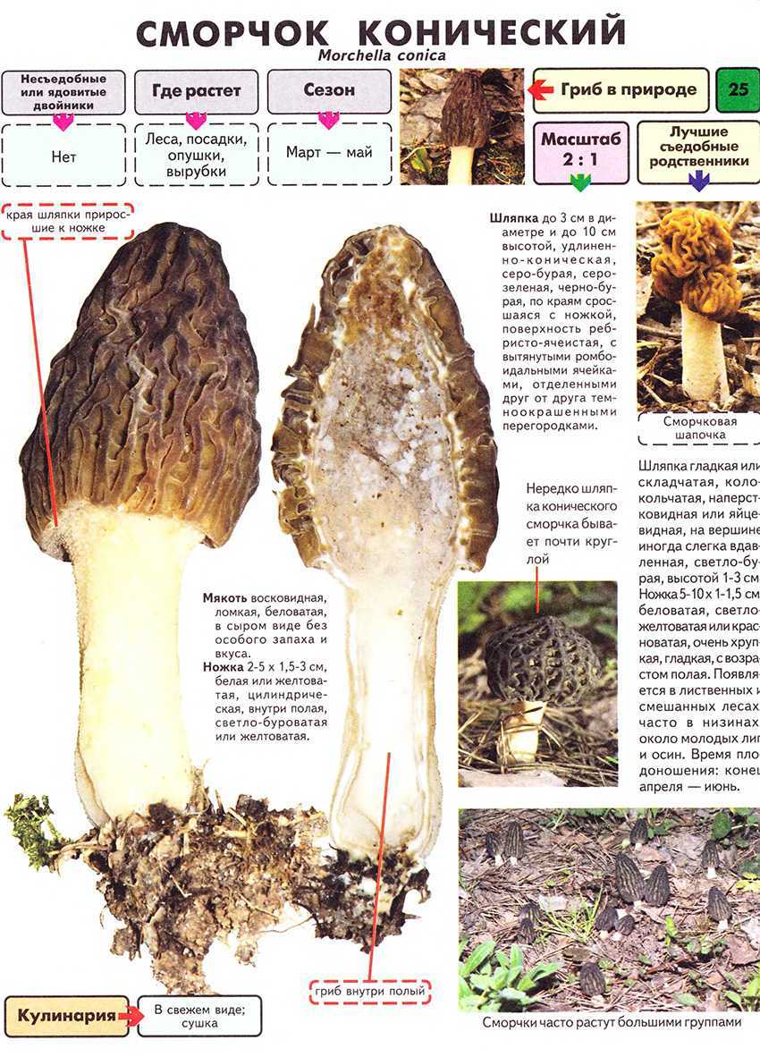Где растут сморчки и когда их собирать