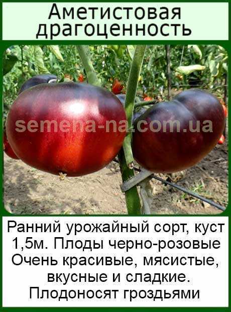 Томат Аметистовая драгоценность: описание, фото, отзывы Достоинства и недостатки культуры, рекомендации по выращиванию и уходу