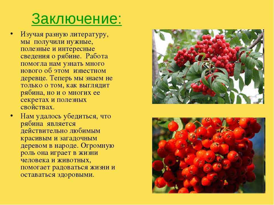 Знакомимся с лучшими сортами рябины