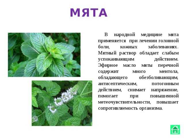 Мята: виды, полезные свойства, заготовка, состав - luculentia.ru