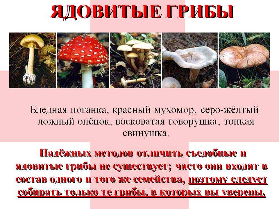 Рядовка заостренная мышиная, полосатая: фото и описание, как отличить от серой Первые признаки отравления и способы снятия интоксикации Информация для грибников