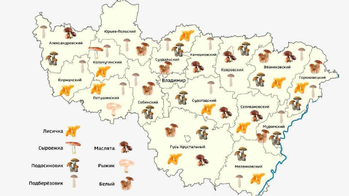 Какие грибы, где растут и когда: места и сроки плодоношения