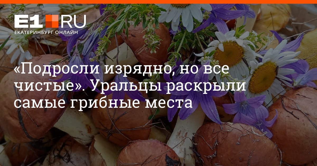Грибы самарской области 2023: когда и где собирать, сезоны и грибные места