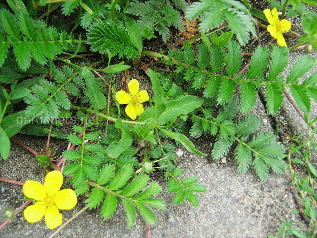 Potentilla anserina l.описание таксона