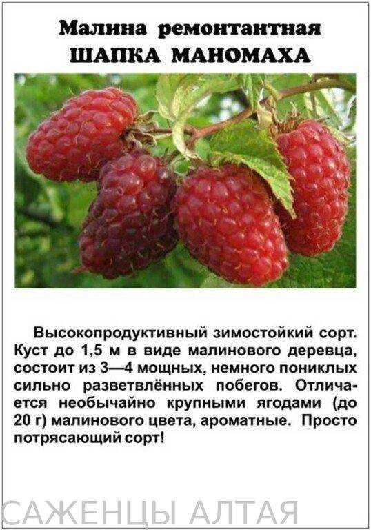 Сорт ремонтантной малины «золотые купола»: секреты высокой урожайности желтых ягод