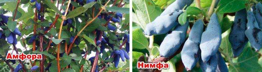 Съедобная жимолость — характеристики лучших сортов. фото — ботаничка