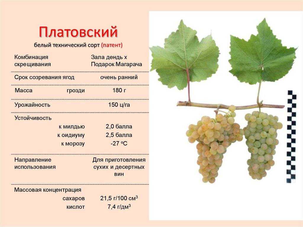Молодой сорт, быстро набирающий популярность — памяти дженеева