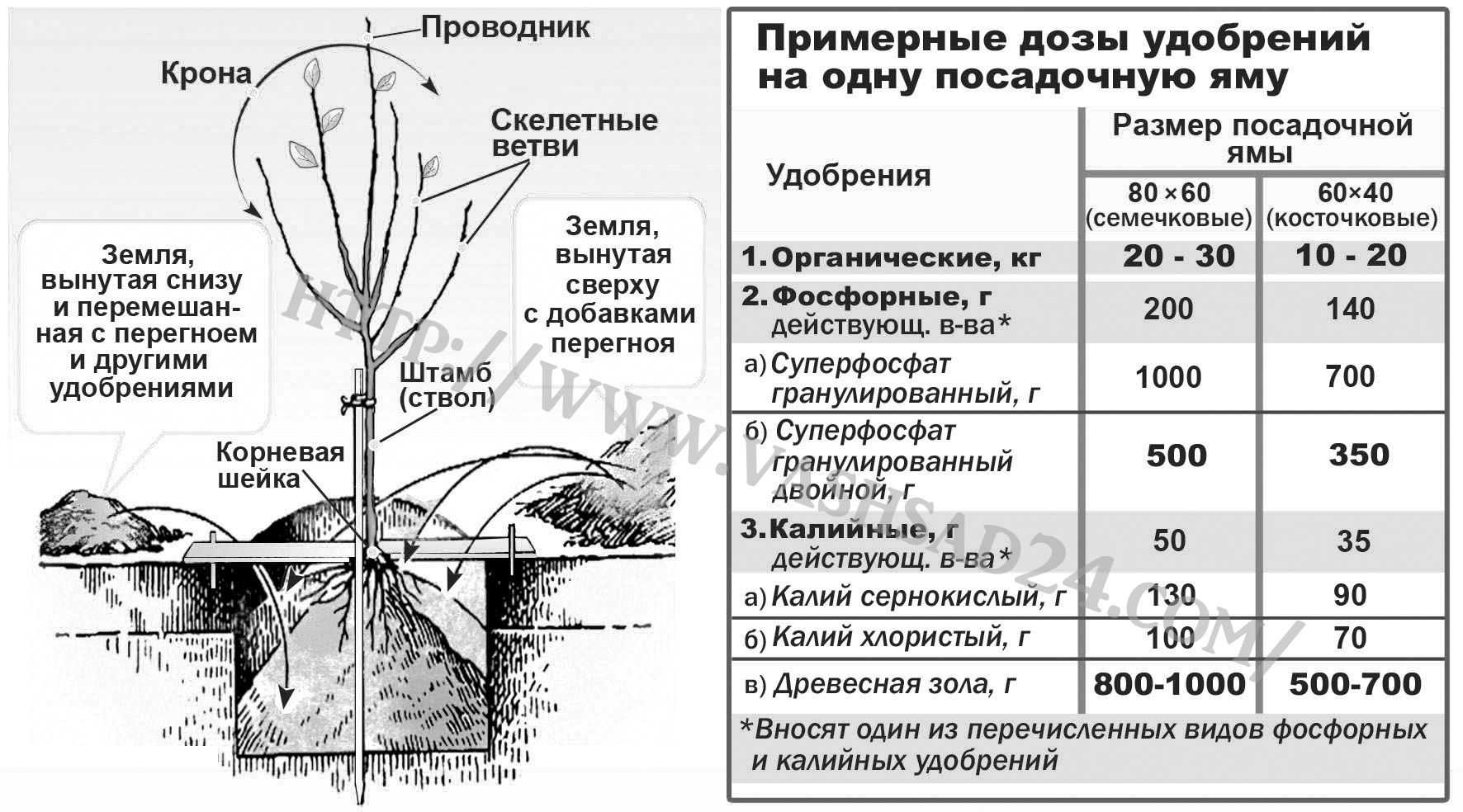 Правильная посадка вишни: выбор сорта, посадка саженца, пошаговая инструкция