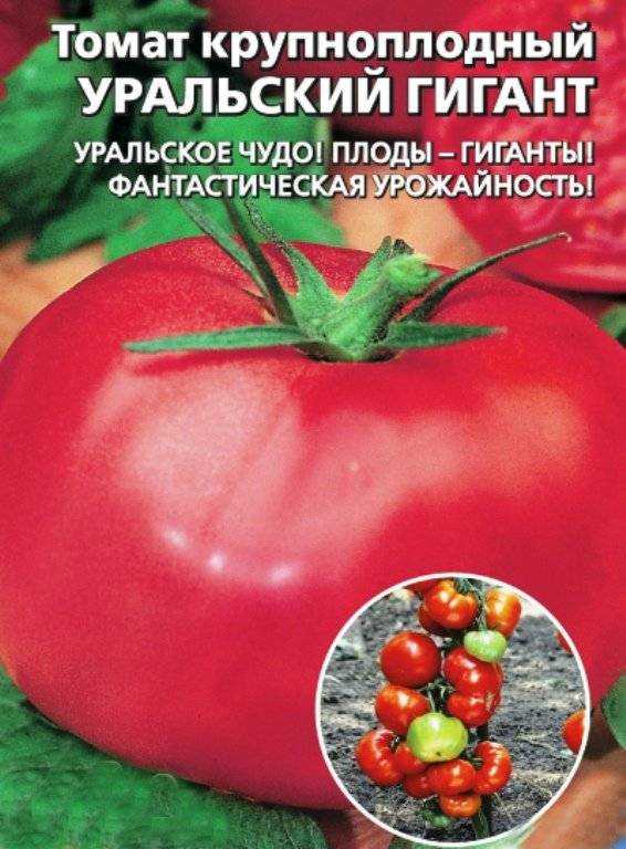 Томат Уральский гигант: описание сорта, плюсы и минусы, сортовые характеристики, правила посадки и ухода, посев семян на рассаду, отзывы, фото и видео