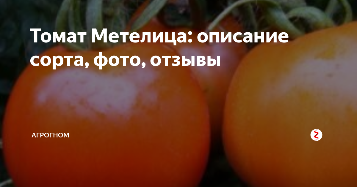 Описание томата метелица: сроки созревания, урожайность