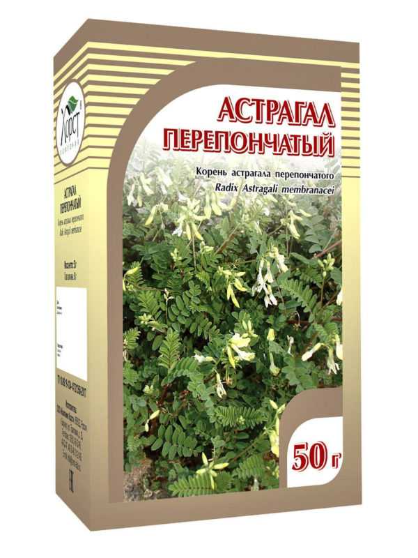 Стручечник (астрагал): лечебные свойства и применение, противопоказания