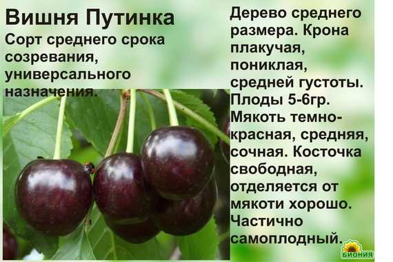 Лучшие сорта черешни для средней полосы россии с названием и описанием