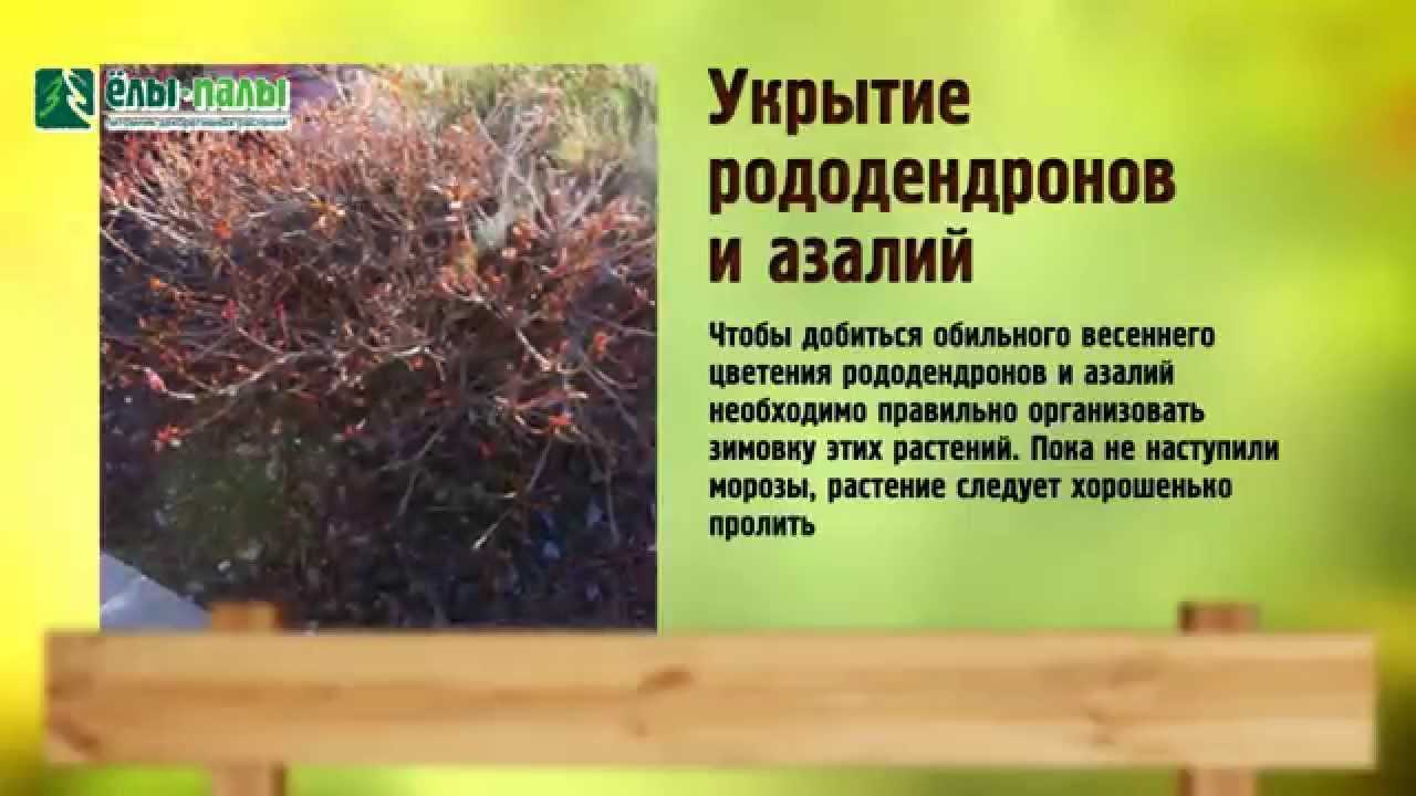 Все о выращивании рододендронов