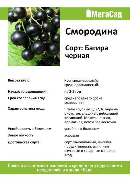 Черная смородина Багира: описание сорта, фото, отзывы садоводов Рекомендации по выращиванию и уходу