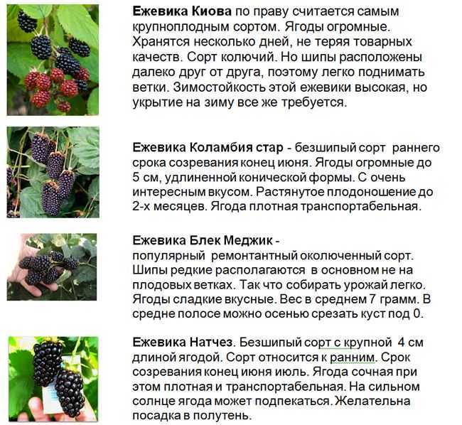Ежевика садовая: посадка и уход, 5 золотых правил