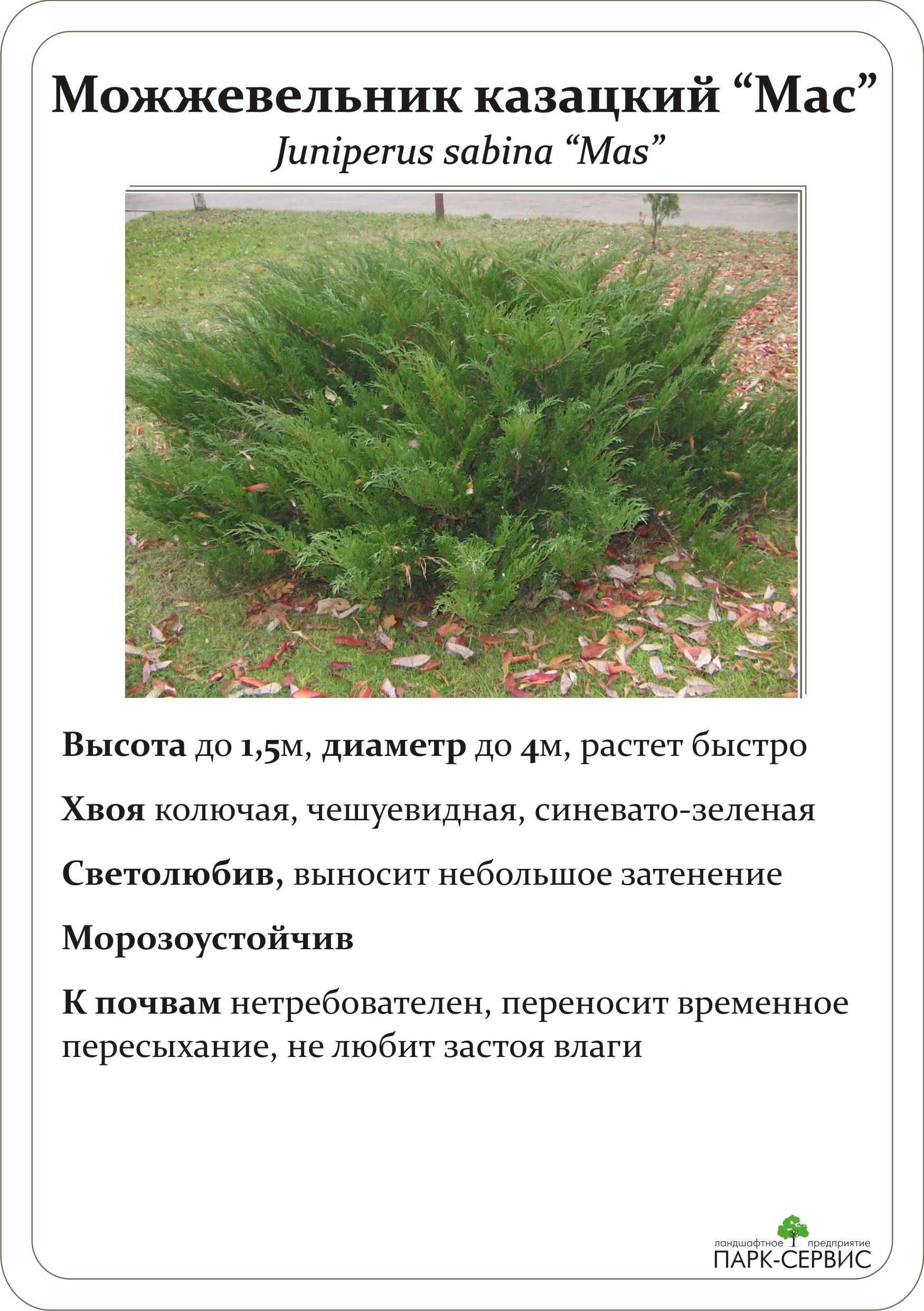 Можжевельник казацкий. фото и описание, уход, выращивание, обрезка, как размножить тамарисцифолия, глаука, мас, рокери джем, вариегата