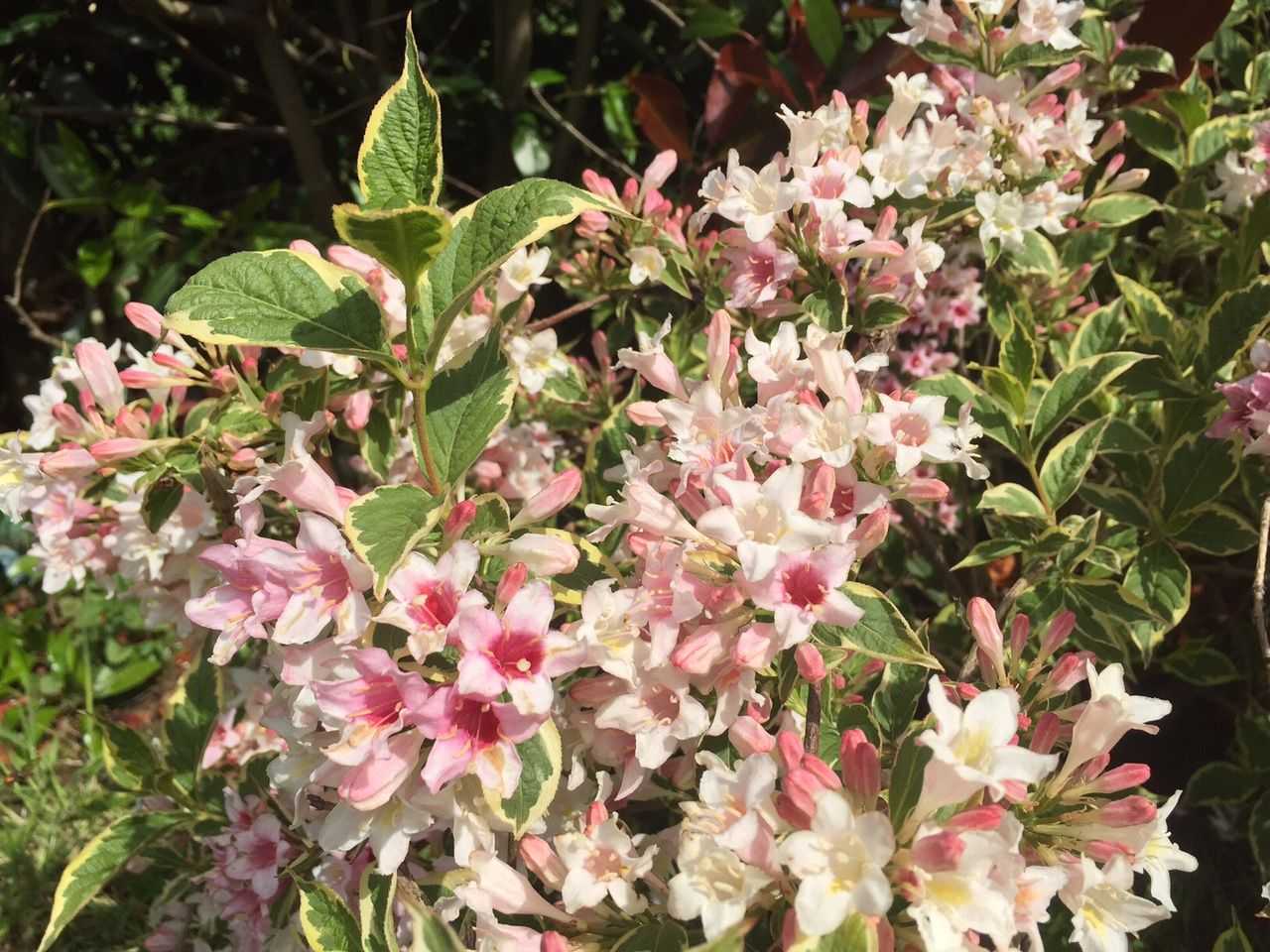 Вейгела нана вариегата (weigela nana variegata) — кустарник с необычной раскраской листвы