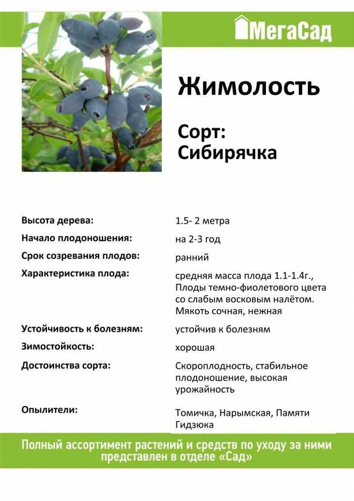 Жимолость лазурная (фото)– описание и особенности выращивания