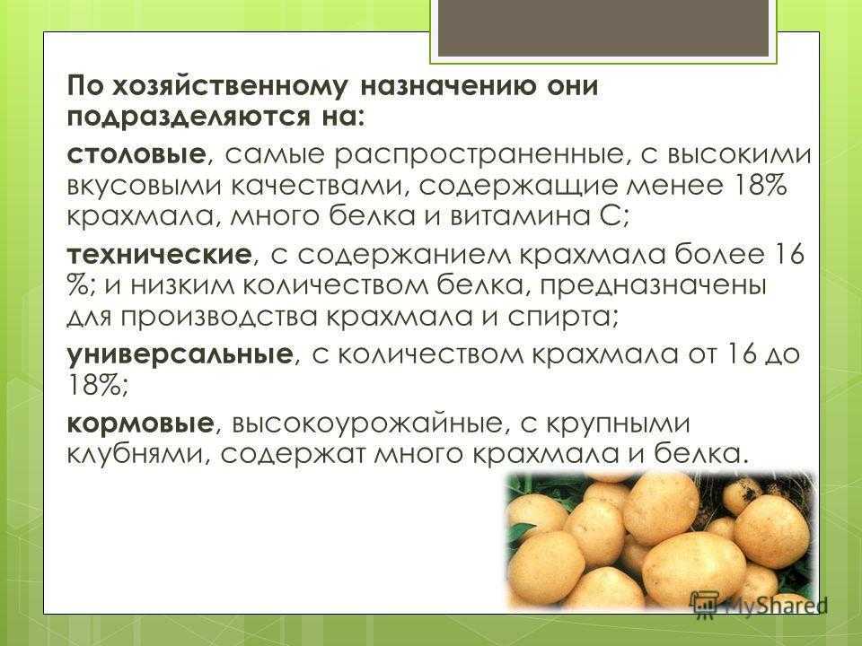 Картофель киевский свитанок описание сорта фото отзывы
