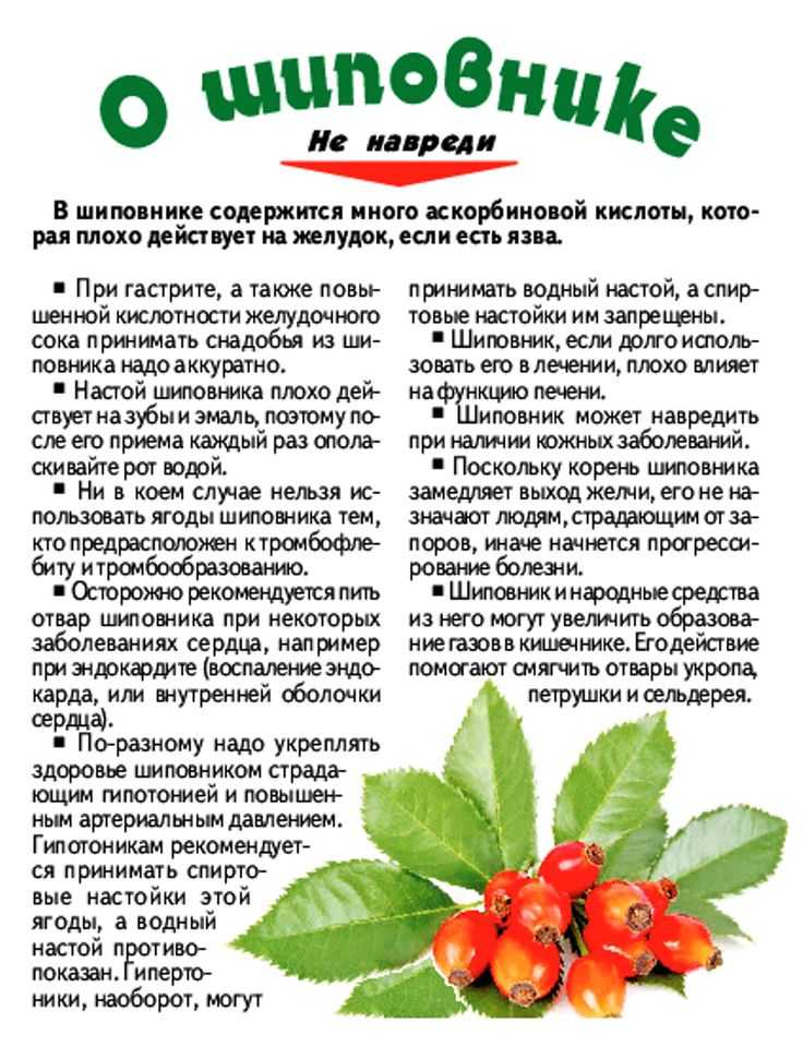Растворимый шиповник польза и вред