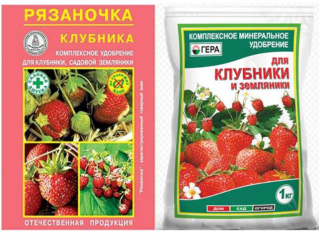 Земляника симфония: описание и характеристика сорта клубники