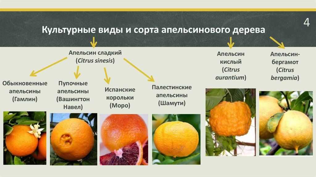 Виды апельсинов: общее описание категорий и наиболее популярных сортов Цитрусы, подходящие для культивирования в домашних условиях Самые сладкие сорта