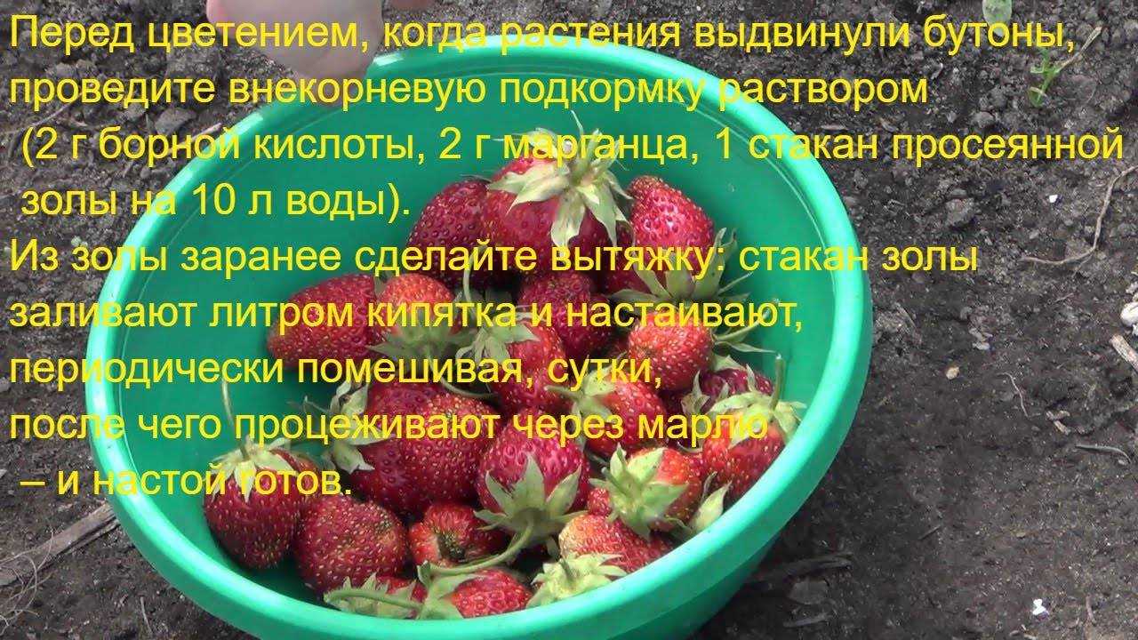 Способы обработка клубники весной от болезней и вредителей