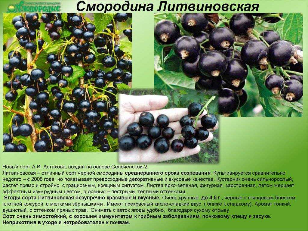 Чёрная смородина ядрёная: описание и характеристика сорта, достоинства и недостатки, особенности посадки и ухода + фото и отзывы