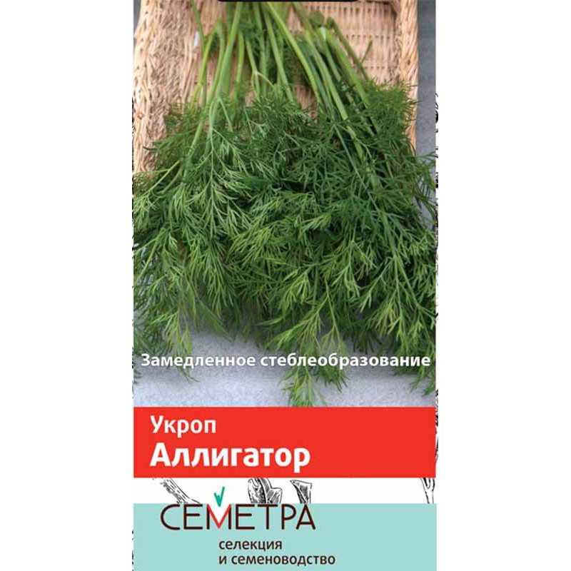 Популярные сорта укропа: описание и выращивание