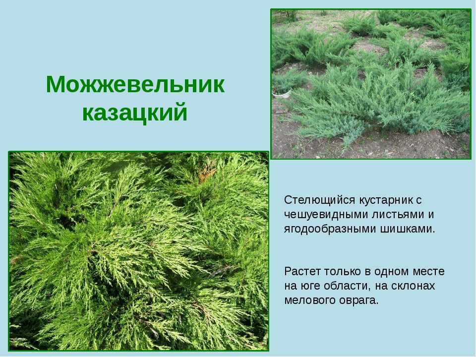Можжевельник: посадка и уход в открытом грунте и домашних условиях - комнатные и садовые растения, уход за ними sad-doma.net