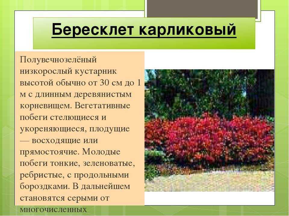 Бересклет посадка и уход, фото сортов, выращивание и размножение, болезни и удобрения