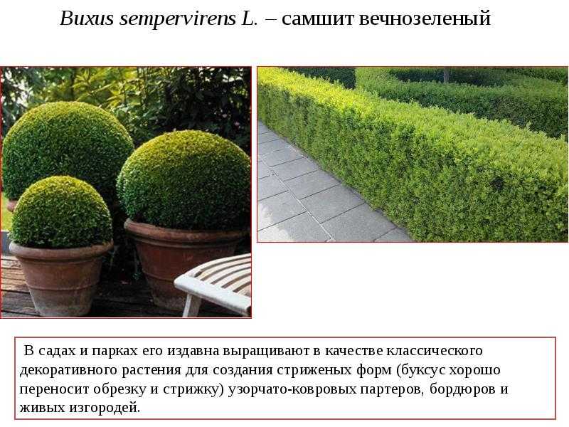 Выращивание и размножение самшита в доме и в открытом грунте