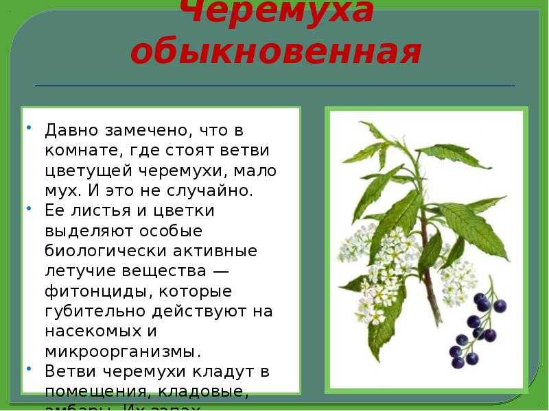 Черёмуха виргинская: описание, сорта, посадка и уход